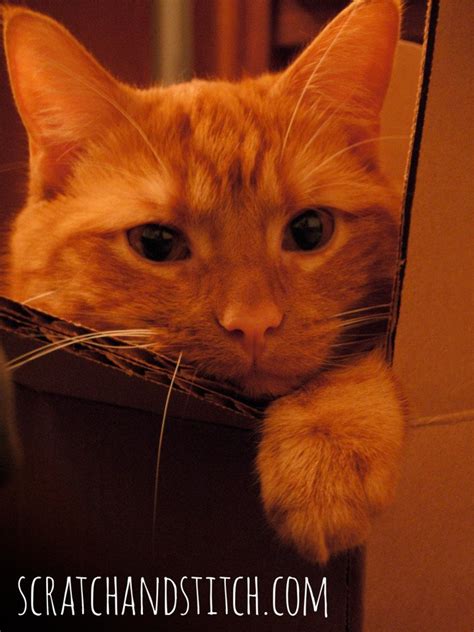 Best Dry Food for Diabetic Cats | Young Again Pet Food Review