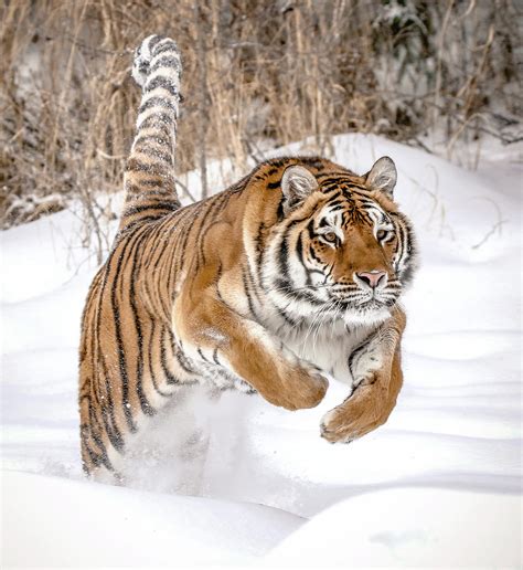 Bengal Tiger Leaping