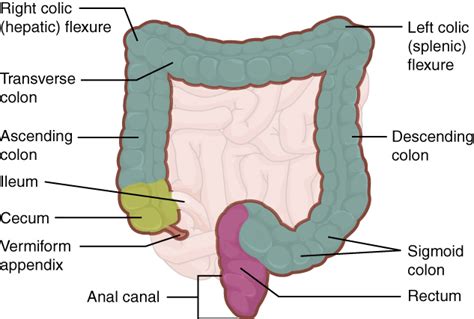 Large Intestine Large Bowel Anatomy Functions And Pathology