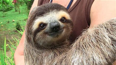 Will sending postcards with these images be. THE CUTE SHOW: BABY SLOTHS on Vimeo
