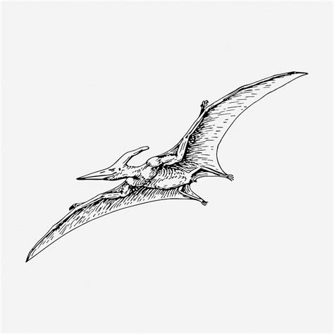 Flying Dinosaur Drawing Vintage Extinct Free Photo Rawpixel