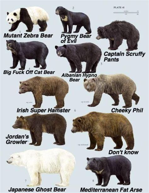 A Guide To Different Species Of Bear Bear Species Sloth Bear