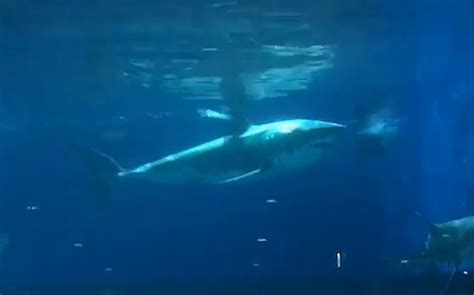 11ft Great White Shark Showcased In Aquarium Tracking Sharks