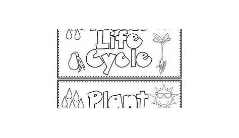 seed life cycle worksheets