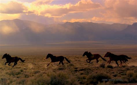 Awakenings Nevada Running With The Wild Horses