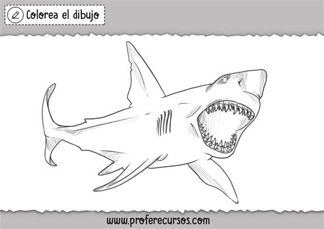 Como Dibujar Un Tiburon
