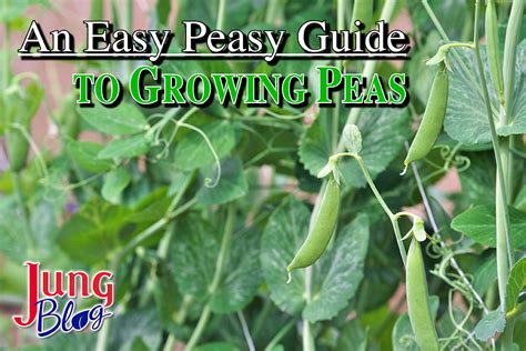 Easy Peasy Guide To Growing Peas Jung Seed Gardening Blog