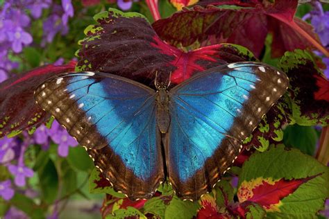 Blue Morpho Butterfly Morpho Photograph By Darrell Gulin