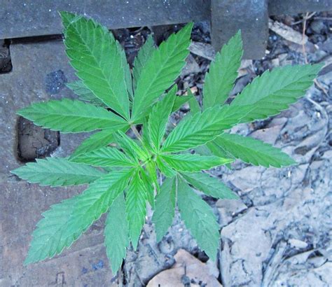 Cannabis sativa (marijuana plant) (Zanesville, Ohio, USA) | Flickr