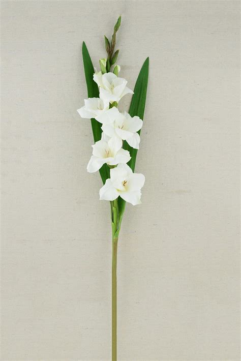 gladiolus flower cream white 33in quick candles