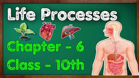 Life Processes Class 10 Biology Introduction Part 1 Youtube Gambaran