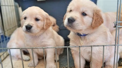 Our mission has been to find the most beautiful dogs to create the cutest golden retriever puppies around! Cutest Golden Retriever Puppy Litter (5 Weeks Old) ️ - YouTube