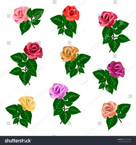 Set Roses Garden Rose Flowers Different Stock Vector Royalty Free