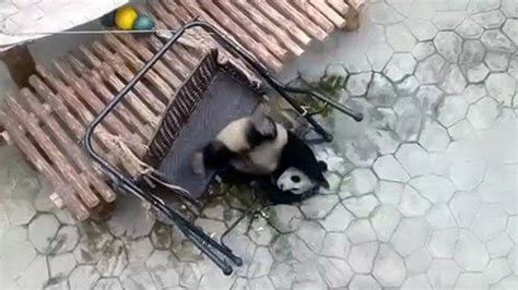Video Frustrated Pandas Embarrassed After Falling Off Swings