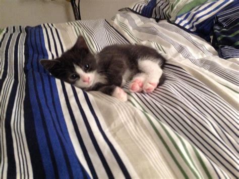 Beste Links Kittens Kittens Cutest Kittens Cute Animals With