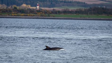 The scottish ornithologists' club was established in 1936 and exists to promote the study, enjoyment and conservation of wild birds and their habitats across scotland. Chanonry Point - Delfine im Moray-Firth beobachten