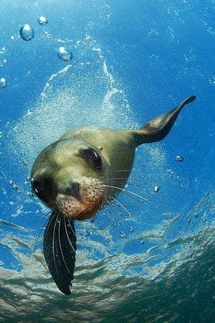17 Best Images About Seals My Favorites On Pinterest