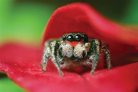 The Cutest Spider Ive Ever Seen Aww