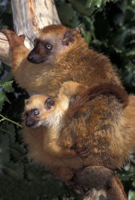 Black Lemur Eulemur Macaco Female With Young Standing On Branch Stock
