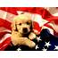 Puppy Wallpapers Free  Wallpaper Cave
