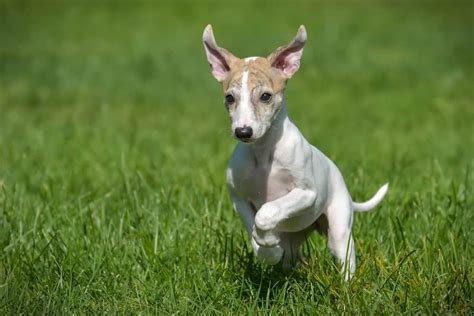 Whippet Pictures Az Animals