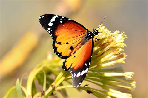 Monarch Falter Foto And Bild Tiere Wildlife Schmetterlinge Bilder Auf