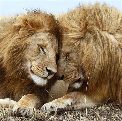 Male Lions Bonding Animal Hugs Animals Beautiful Beautiful Lion