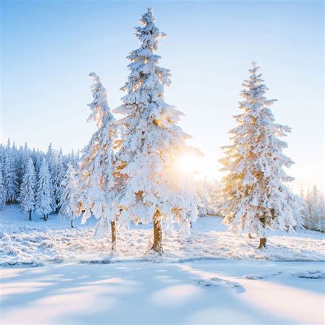 Sayfut 5x7ft Christmas White Snow Winter Tree Road Photography Backdrop