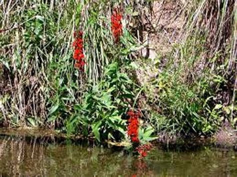 4 Cardinal Flower Lobelia Cardinalis Koi Pond Bog Marsh Etsy