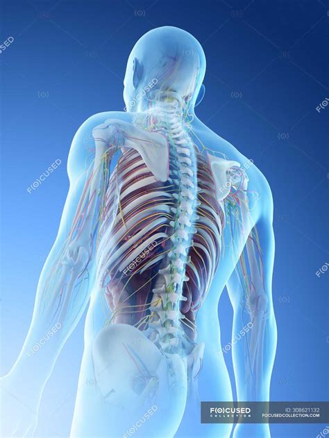 Explore the anatomy systems of the human body! Male Anatomy Diagram Back View / Anatomy Rear View Back Human High Resolution Stock Photography ...