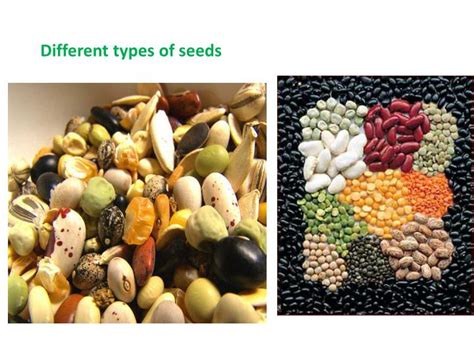 Ppt Different Types Of Seeds Powerpoint Presentation Free Download