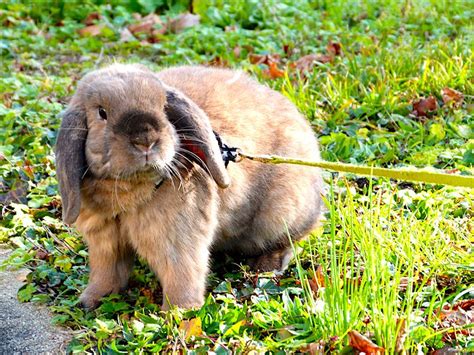 How Do I Walk My Rabbit On A Leash Petful