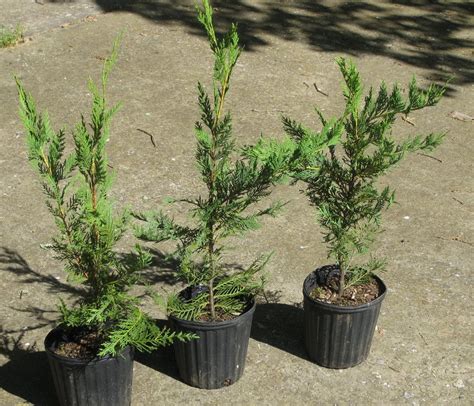 Leyland Cypress Trees Fast Growing Evergreen By Plantsandmore