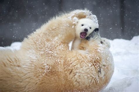 Un Bear Ably Cute Tiny Polar Bear Cubs Frolic In The