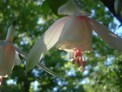 If you know how to make funeral flower arrangement on your own, it will cut the cost as well as you will be able to contribute. fuschia pretty but not easy to keep alive | Flower garden ...