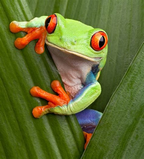 Where Do Tree Frog Live Amphipedia