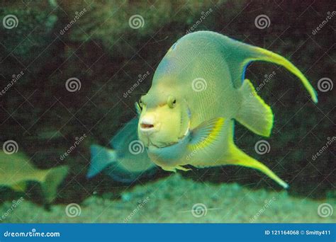 Bermuda Blue Angelfish Holacanthus Bermudensis Stock Photo Image Of