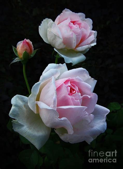 Rose Sharif Asma Original Photo By Jerry Bain Beautiful Rose Flowers