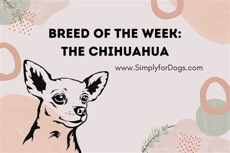 Breed Of The Week The Chihuahua Detailed Information Simply For Dogs