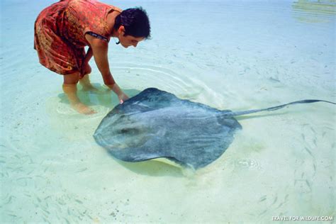 Swimming With Stingrays Yay Or Nay Travel For Wildlife