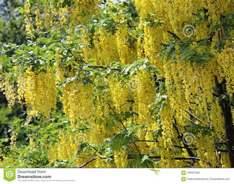 Yellow Flowers Of Laburnum Tree In Bloom In Spring Stock Photo Image