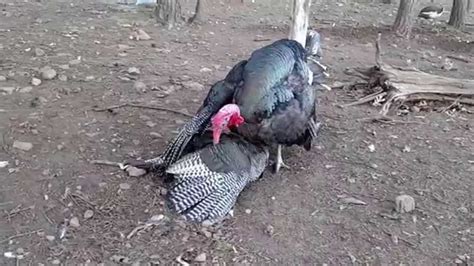 Turkeys Mating Youtube