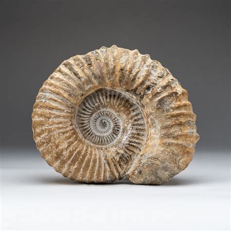 Genuine Natural Large Ammonite Astro Gallery Permanent Store Touch