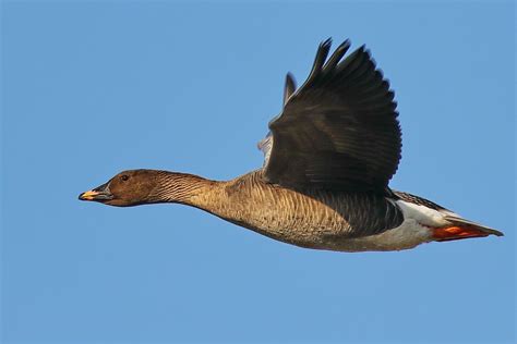 Die saatgans ist ein robuster vogel der taiga und tundra. Das es eine Saatgans ist... Foto & Bild | natur, tiere ...