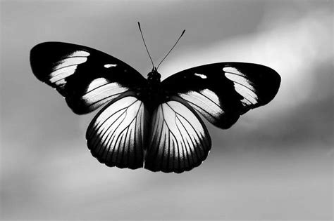 Butterfly Background Butterfly Wallpaper Black And White Stickers
