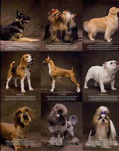 Dog Breeds Brought To You By Http 1hairregrowth Com Dog Breeds