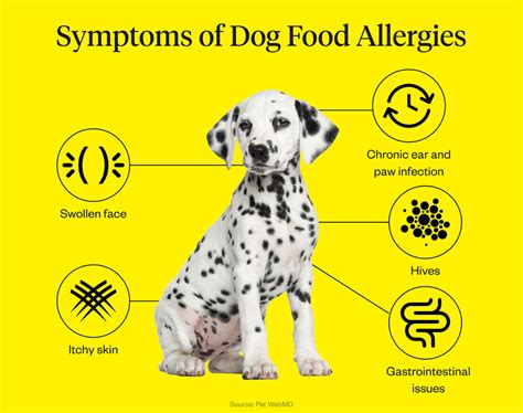 Dog Food Allergy Symptoms Causes And Treatment Dutch