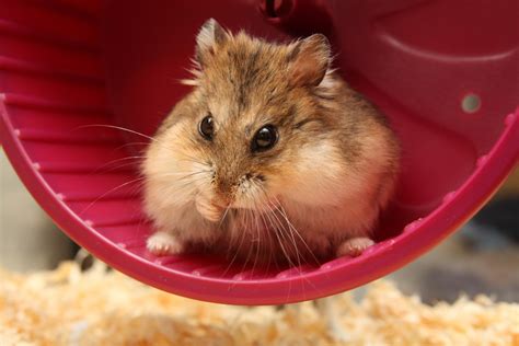 Best Hamster Names Pethelpful