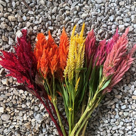 Valley of flowers national park, uttarakhand, india. Sunday Celosia in 2020 | Summer flowers, Plants, Flowers