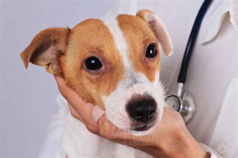Dog Allergy Testing Benefits Types And Costs Great Pet Care